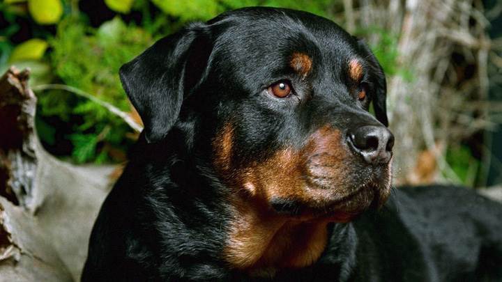 Black Rottweiler Sitting